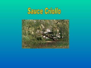 Sauce Criollo 
