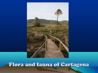 Flora and fauna of CartagenaFlora and fauna of Cartagena
 
