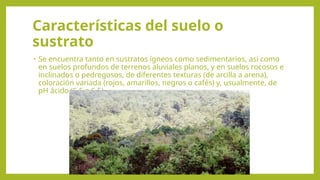 Características del suelo o
sustrato
• Se encuentra tanto en sustratos ígneos como sedimentarios, así como
en suelos profundos de terrenos aluviales planos, y en suelos rocosos e
inclinados o pedregosos, de diferentes texturas (de arcilla a arena),
coloración variada (rojos, amarillos, negros o cafés) y, usualmente, de
pH ácido (5.5 a 6.5).
 