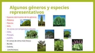 Algunos géneros y especies
representativos
• Especies dominantes de los géneros:
• Platanus,
• Populus,
• Salix,
• En zonas con temperatura elevada:
• Celtis,
• Prosopis,
• Juglans,
• En zonas de clima más fresco:
• Bucida,
• Cedrela,
• Lonchocarpus,
 