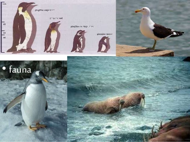 Download 900 Gambar Fauna Polos Keren Gratis