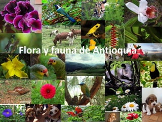 Flora y fauna de Antioquia
 