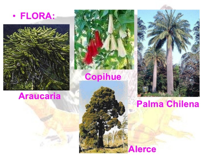 Resultado de imagen para flora  chile