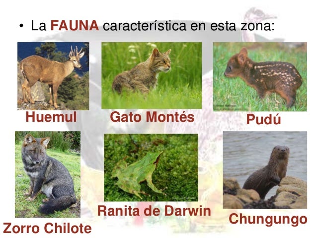 Resultado de imagen para FAUNA CHILENA