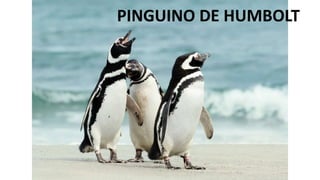 PINGUINO DE HUMBOLT
 