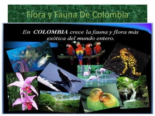 Flora y Fauna De Colombia
 