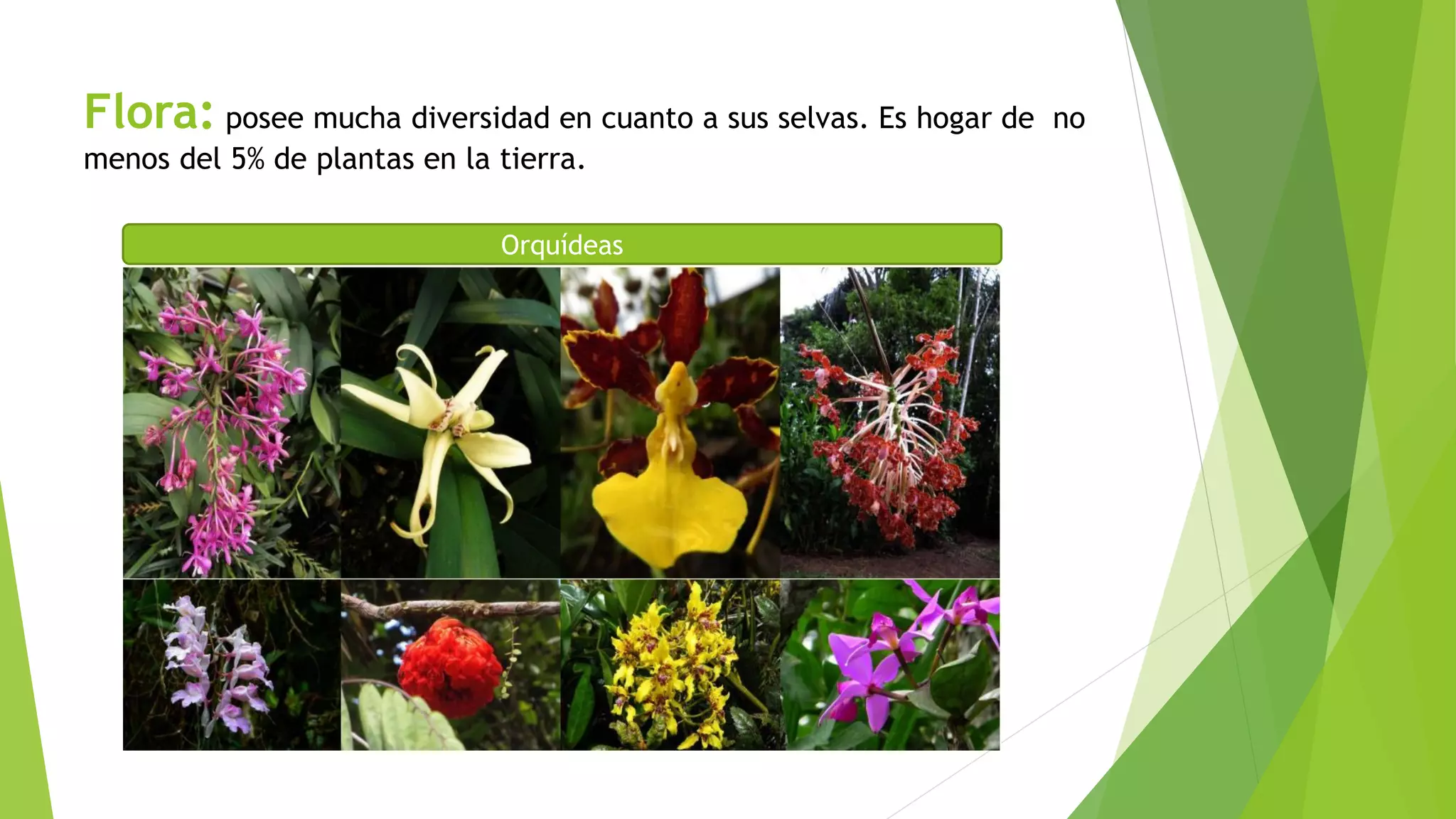 flora-y-fauna-de-la-amazonia-ecuatoriana-pdf