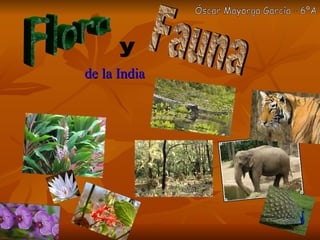 de la India Flora y Fauna Óscar Mayorga García - 6ºA 