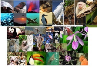 Flora y fauna del ecuador
