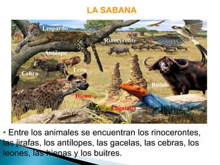 LA SABANA
• Entre los animales se encuentran los rinocerontes,
las jirafas, los antílopes, las gacelas, las cebras, los
le...