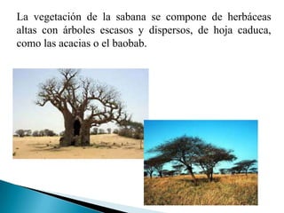 La vegetación de la sabana se compone de herbáceas
altas con árboles escasos y dispersos, de hoja caduca,
como las acacias...