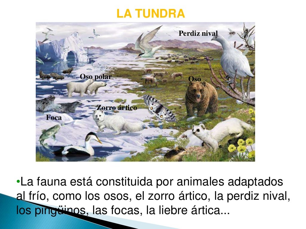 Flora y fauna de los biomas