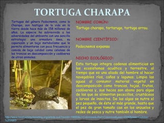 TORTUGA CHARAPA
    Tortugas del género Podocnemis, como la          NOMBRE COMÚN:
    Charapa, son testigos de la vida en la
    tierra desde hace más de 158 millones de         Tortuga charapa, tartaruga, tortuga arrau.
    años. La especie ha sobrevivido a las
    adversidades del ambiente con una sencilla
    estrategia: una armadura ósea, su                NOMBRE CIENTÍFICO:
    caparazón y un bajo metabolismo que le
    permite alimentarse con poca frecuencia y        Podocnemis expansa
    comida de baja calidad como celulosa de
    los troncos en descomposición y cadáveres
    de otros animales.                               NICHO ECOLÓGICO:
                                                     Esta tortuga integra cadenas alimenticias en
                                                     los ecosistemas acuático y terrestre, al
                                                     tiempo que es una aliada del hombre al hacer
                                                     navegables ríos, caños y lagunas. Limpia las
                                                     aguas al consumir material vegetal en
                                                     descomposición como troncos, hojas, frutos,
                                                     cadáveres y, sus heces son abono para algas
                                                     de las que se alimentan pececillos, crustáceos
                                                     y larvas de insectos. De las algas se nutre el
                                                     pez pequeño, de éste el más grande, hasta que
                                                     el pez de gran tamaño cae en los anzuelos y
                                                     redes de pesca y nutre también al hombre.
http://www.biodiversityreporting.org/article.sub?docId=19685&c=Colombia&cRef=Colombia&year=2006&date=October
%202005
 