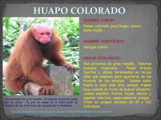 HUAPO COLORADO
                                                          NOMBRE COMÚN:
                                                          Huapo colorado, puca huapo, uacari,
                                                          mono inglés.


                                                          NOMBRE CIENTÍFICO:
                                                          Cacajao calvus


                                                          NICHO ECOLÓGICO:
                                                          Son primates de gran tamaño. Habitan
                                                          bosques tropicales.       Posee brazos
                                                          fuertes y dedos terminados en recias
                                                          uñas que emplean para sujetarse de los
                                                          troncos de los árboles. Suelen subir
                                                          hasta la copa más alta, aunque trepan
                                                          bajo cuando se trata de buscar alimento;
                                                          comen semillas, frutos, hojas, néctar y
Son primates de gran tamaño. En algunas zonas los cazan   algunos insectos, especialmente orugas.
por su carne. Su piel es usada en la fabricación de       Viven en grupos sociales de 10 a 120
objetos de uso festivo en las regiones de la Amazonía.    individuos.
    http://es-es.facebook.com/note.php?note_id=116482378406440&comments&ref=mf
 