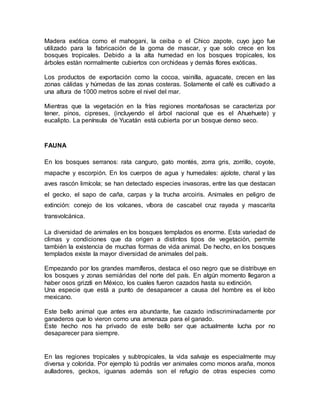 Madera exótica como el mahogani, la ceiba o el Chico zapote, cuyo jugo fue
utilizado para la fabricación de la goma de mascar, y que solo crece en los
bosques tropicales. Debido a la alta humedad en los bosques tropicales, los
árboles están normalmente cubiertos con orchideas y demás flores exóticas.
Los productos de exportación como la cocoa, vainilla, aguacate, crecen en las
zonas cálidas y húmedas de las zonas costeras. Solamente el café es cultivado a
una altura de 1000 metros sobre el nivel del mar.
Mientras que la vegetación en la frías regiones montañosas se caracteriza por
tener, pinos, cipreses, (incluyendo el árbol nacional que es el Ahuehuete) y
eucalipto. La península de Yucatán está cubierta por un bosque denso seco.
FAUNA
En los bosques serranos: rata canguro, gato montés, zorra gris, zorrillo, coyote,
mapache y escorpión. En los cuerpos de agua y humedales: ajolote, charal y las
aves rascón limícola; se han detectado especies invasoras, entre las que destacan
el gecko, el sapo de caña, carpas y la trucha arcoiris. Animales en peligro de
extinción: conejo de los volcanes, víbora de cascabel cruz rayada y mascarita
transvolcánica.
La diversidad de animales en los bosques templados es enorme. Esta variedad de
climas y condiciones que da origen a distintos tipos de vegetación, permite
también la existencia de muchas formas de vida animal. De hecho, en los bosques
templados existe la mayor diversidad de animales del país.
Empezando por los grandes mamíferos, destaca el oso negro que se distribuye en
los bosques y zonas semiáridas del norte del país. En algún momento llegaron a
haber osos grizzli en México, los cuales fueron cazados hasta su extinción.
Una especie que está a punto de desaparecer a causa del hombre es el lobo
mexicano.
Este bello animal que antes era abundante, fue cazado indiscriminadamente por
ganaderos que lo vieron como una amenaza para el ganado.
Este hecho nos ha privado de este bello ser que actualmente lucha por no
desaparecer para siempre.
En las regiones tropicales y subtropicales, la vida salvaje es especialmente muy
diversa y colorida. Por ejemplo tú podrás ver animales como monos araña, monos
aulladores, geckos, iguanas además son el refugio de otras especies como
 
