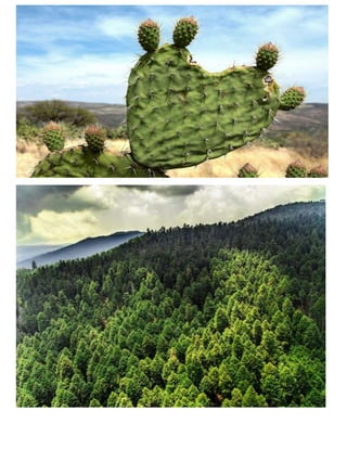 Flora y fauna de mexico