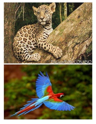 Flora y fauna de mexico