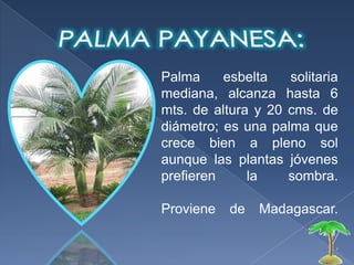 Sus hojas, su tamaño medio y el color de sus frutos la hacen muy atractiva como planta ornamental.Produce flores aromáticas de color lila.Su crecimiento es rápido. 