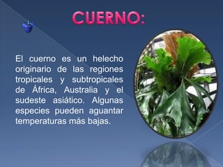 CUERNO:El cuerno es un helecho originario de las regiones tropicales y subtropicales de África, Australia y el sudeste asiático. Algunas especies pueden aguantar temperaturas más bajas.