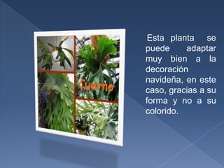 Esta planta  se puede adaptar muy bien a la decoración navideña, en este caso, gracias a su forma y no a su colorido.