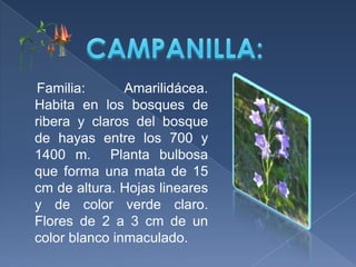 CAMPANILLA:    Familia: Amarilidácea. Habita en los bosques de ribera y claros del bosque de hayas entre los 700 y 1400 m.  Planta bulbosa que forma una mata de 15 cm de altura. Hojas lineares y de color verde claro. Flores de 2 a 3 cm de un color blanco inmaculado.