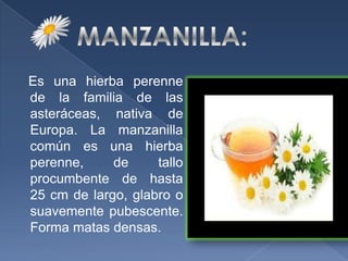 MANZANILLA:   Es una hierba perenne de la familia de las asteráceas, nativa de Europa. La manzanilla común es una hierba perenne, de tallo procumbente de hasta 25 cm de largo, glabro o suavemente pubescente. Forma matas densas. 
