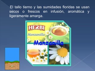     El tallo tierno y las sumidades floridas se usan secos o frescos en infusión, aromática y ligeramente amarga.