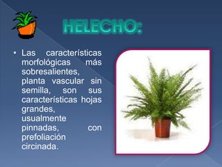HELECHO:Las características morfológicas más sobresalientes, planta vascular sin semilla, son sus características hojas grandes, usualmente pinnadas, con prefoliación circinada.   El helecho ha sido siempre una de las plantas mas conocidas y mas usadas en cualquier estilo de decoración, por la forma tan característica de sus hojas, pueden colocarse en macetas colgantes.