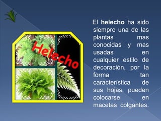 PALMA PAYANESA:Palma esbelta solitaria mediana, alcanza hasta 6 mts. de altura y 20 cms. de diámetro; es una palma que crece bien a pleno sol aunque las plantas jóvenes prefieren la sombra. Proviene de Madagascar.