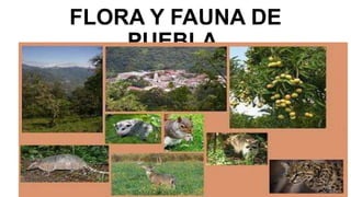 FLORA Y FAUNA DE
PUEBLA.

 