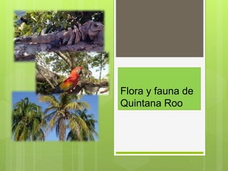 Flora y fauna de
Quintana Roo
 