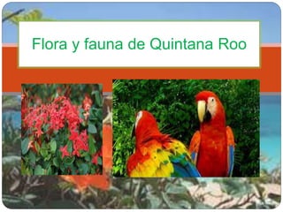 Flora y fauna de Quintana Roo 
 