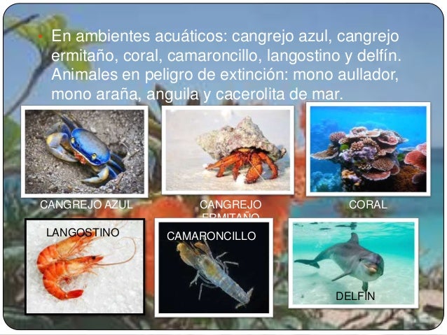 Resultado de imagen para cancun quintana roo FAUNA