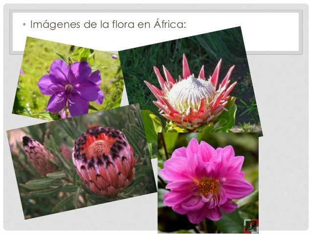 Flora De Africa 75