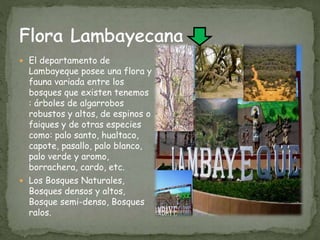  El departamento de
Lambayeque posee una flora y
fauna variada entre los
bosques que existen tenemos
: árboles de algarrobos
robustos y altos, de espinos o
faiques y de otras especies
como: palo santo, hualtaco,
capote, pasallo, palo blanco,
palo verde y aromo,
borrachera, cardo, etc.
 Los Bosques Naturales,
Bosques densos y altos,
Bosque semi-denso, Bosques
ralos.
 