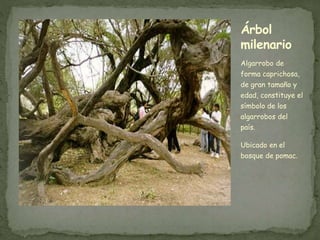 Algarrobo de
forma caprichosa,
de gran tamaño y
edad, constituye el
símbolo de los
algarrobos del
país.
Ubicado en el
bosque de pomac.
Árbol
milenario
 