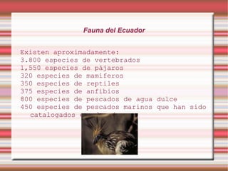 Fauna del Ecuador


Existen aproximadamente:
3.800 especies de vertebrados
1,550 especies de pájaros
320 especies de mamíferos
350 especies de reptiles
375 especies de anfibios
800 especies de pescados de agua dulce
450 especies de pescados marinos que han sido
  catalogados en el país.
 