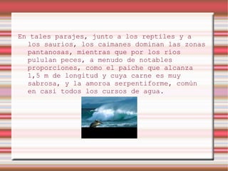 En tales parajes, junto a los reptiles y a
  los saurios, los caimanes dominan las zonas
  pantanosas, mientras que por los ríos
  pululan peces, a menudo de notables
  proporciones, como el paiche que alcanza
  1,5 m de longitud y cuya carne es muy
  sabrosa, y la amoroa serpentiforme, común
  en casi todos los cursos de agua.
 