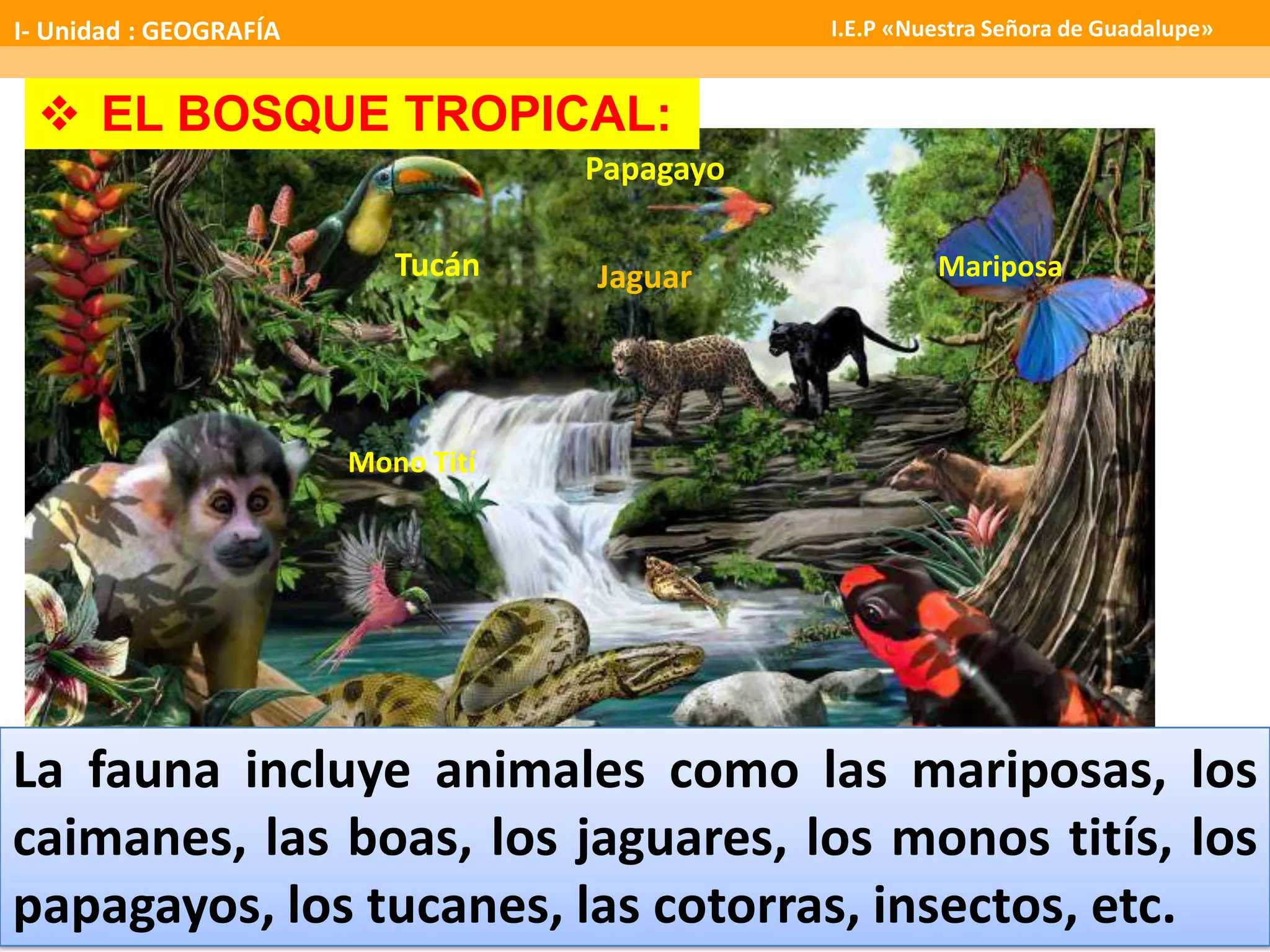 Tucán
Boa
Jaguar
Papagayo
 EL BOSQUE TROPICAL:
La fauna incluye animales como las mariposas, los
caimanes, las boas, los jaguares, los monos titís, los
papagayos, los tucanes, las cotorras, insectos, etc.
Mono Tití
Mariposa
I- Unidad : GEOGRAFÍA I.E.P «Nuestra Señora de Guadalupe»
 