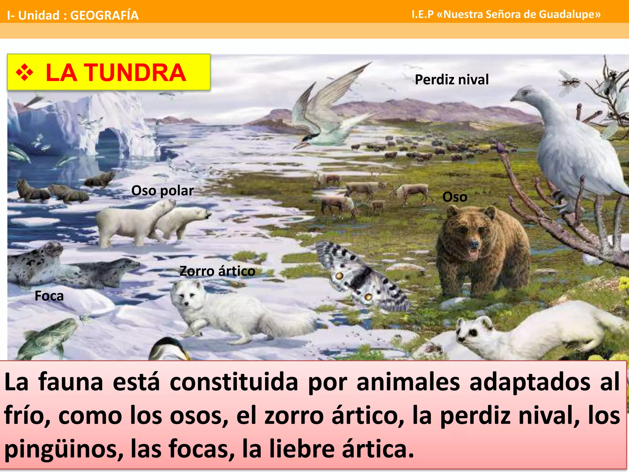 OsoOso polar
Zorro ártico
Foca
Perdiz nival LA TUNDRA
La fauna está constituida por animales adaptados al
frío, como los osos, el zorro ártico, la perdiz nival, los
pingüinos, las focas, la liebre ártica.
I- Unidad : GEOGRAFÍA I.E.P «Nuestra Señora de Guadalupe»
 