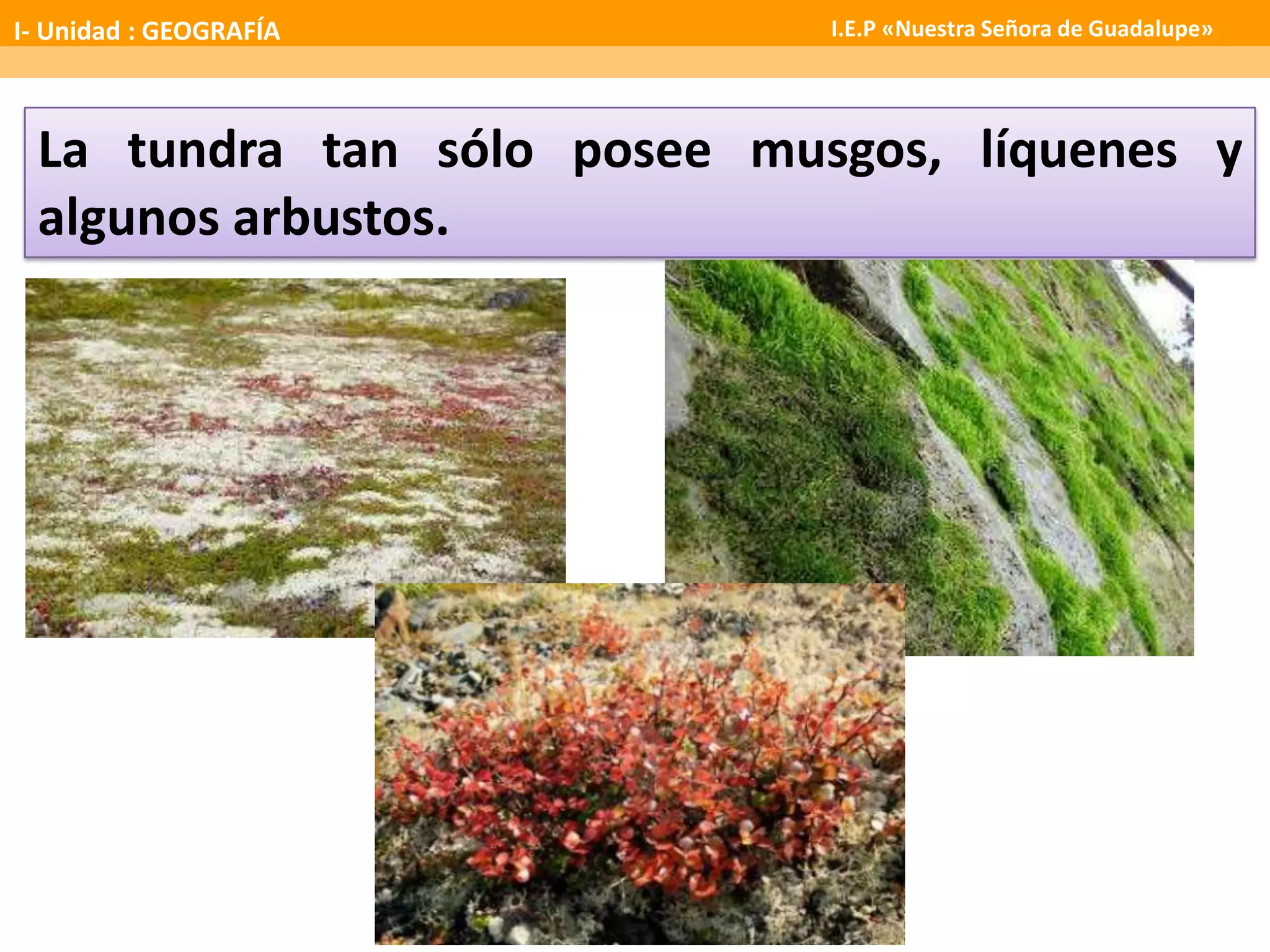 La tundra tan sólo posee musgos, líquenes y
algunos arbustos.
I- Unidad : GEOGRAFÍA I.E.P «Nuestra Señora de Guadalupe»
 