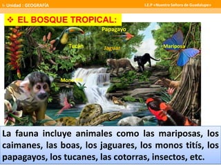 Tucán
Boa
Jaguar
Papagayo
 EL BOSQUE TROPICAL:
La fauna incluye animales como las mariposas, los
caimanes, las boas, los jaguares, los monos titís, los
papagayos, los tucanes, las cotorras, insectos, etc.
Mono Tití
Mariposa
I- Unidad : GEOGRAFÍA I.E.P «Nuestra Señora de Guadalupe»
 