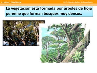 La vegetación está formada por árboles de hoja
perenne que forman bosques muy densos.
I- Unidad : GEOGRAFÍA I.E.P «Nuestra Señora de Guadalupe»
 