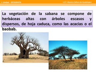 La vegetación de la sabana se compone de
herbáceas altas con árboles escasos y
dispersos, de hoja caduca, como las acacias o el
baobab.
I- Unidad : GEOGRAFÍA I.E.P «Nuestra Señora de Guadalupe»
 