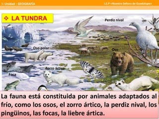 OsoOso polar
Zorro ártico
Foca
Perdiz nival LA TUNDRA
La fauna está constituida por animales adaptados al
frío, como los osos, el zorro ártico, la perdiz nival, los
pingüinos, las focas, la liebre ártica.
I- Unidad : GEOGRAFÍA I.E.P «Nuestra Señora de Guadalupe»
 
