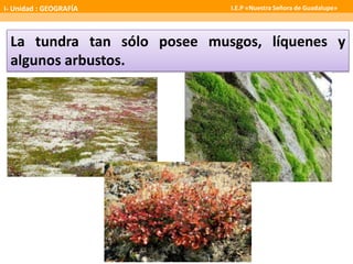 La tundra tan sólo posee musgos, líquenes y
algunos arbustos.
I- Unidad : GEOGRAFÍA I.E.P «Nuestra Señora de Guadalupe»
 