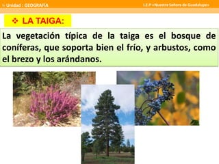 UNIDAD
5 LA TAIGA:
La vegetación típica de la taiga es el bosque de
coníferas, que soporta bien el frío, y arbustos, como
el brezo y los arándanos.
I- Unidad : GEOGRAFÍA I.E.P «Nuestra Señora de Guadalupe»
 