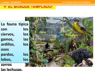  EL BOSQUE TEMPLADO:
Ciervo
Oso pardo
Jabalí
La fauna típica
son los
ciervos, los
gamos, las
ardillas, los
osos
pardos, los
lobos, los
zorros o
las lechuzas.
I- Unidad : GEOGRAFÍA I.E.P «Nuestra Señora de Guadalupe»
 