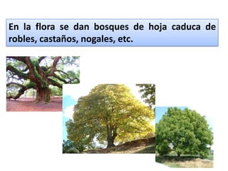 En la flora se dan bosques de hoja caduca de
robles, castaños, nogales, etc.
 