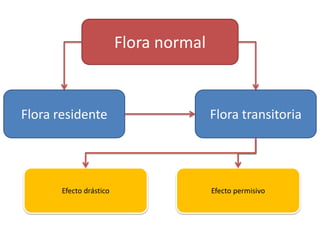 Flora y toxinas (infecto) | PPTX